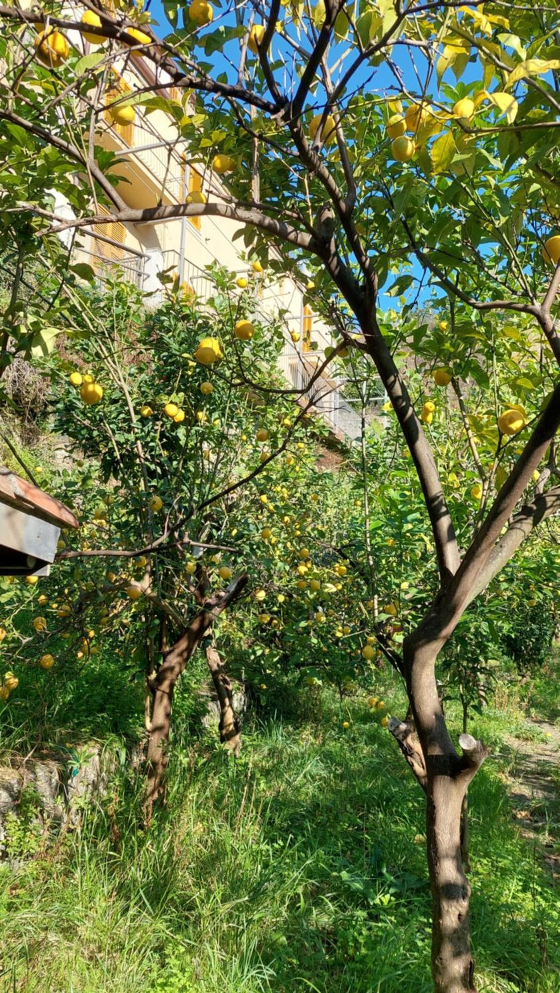מלון מונטרוסו אל מארה La Casa Dei Limoni מראה חיצוני תמונה